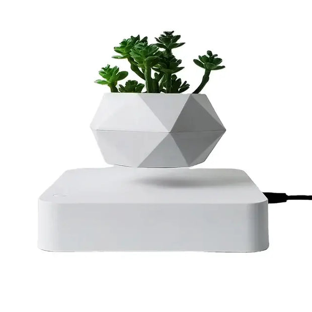 Indoor Desk Plant Decoration