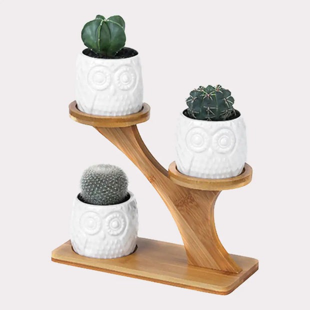 Modern succulent pot set